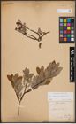 Foto von Salix caprea L. x Salix silesiaca Willd.